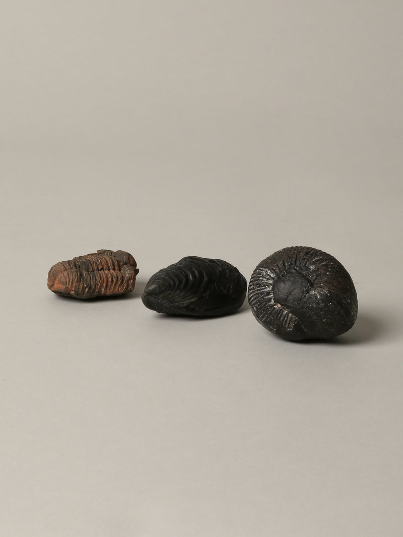 Set of Three Fossils